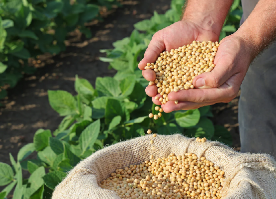 Soya Fasulyesi Kalite Kontrol Nde Yeni Z Mler Abp